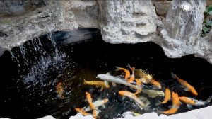 Bể cá cùng thác nước nhân tạo ngay trong khuôn viên sân vườn của căn biệt thự